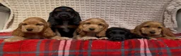 Cocker Spaniel dogs for sale: STUNNING COCKER SPANIEL PUPPIES  - Advert 15