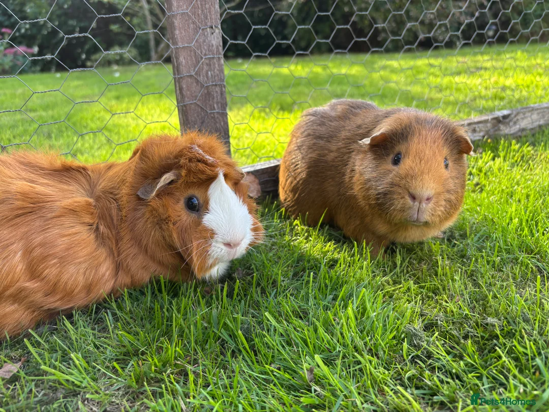 Guinea Pig rodents for sale: Male Guinea Pigs for Adoption - Advert 1