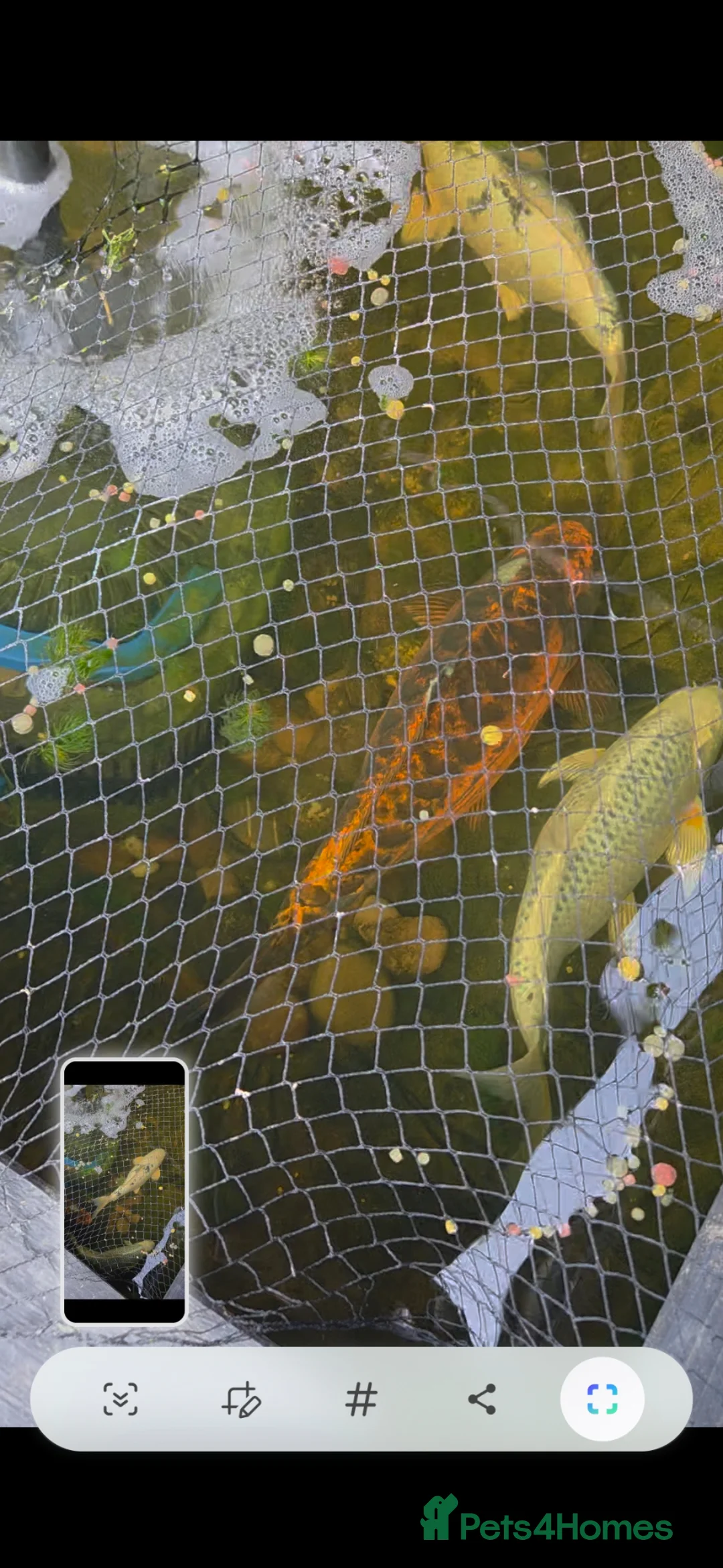 Koi Carp fish for sale: Koi for sale in Andover - Advert 2