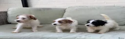 Jack Russell dogs for sale: 3 male Jack Russell puppies  - Advert 7