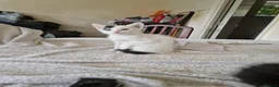 Mixed Breed cats for sale: Adorable kittens for sale  - Advert 36