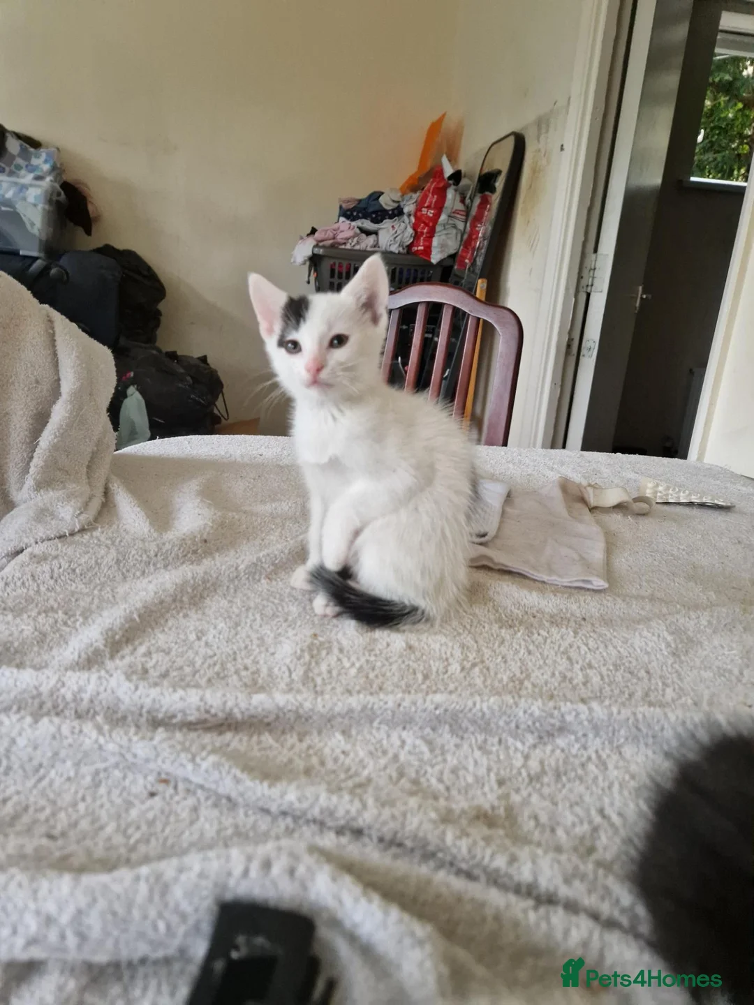 Mixed Breed cats for sale: Adorable kittens for sale  - Advert 36