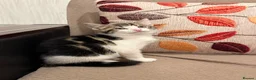 Domestic Shorthair cats for sale: Kitten  - Advert 2