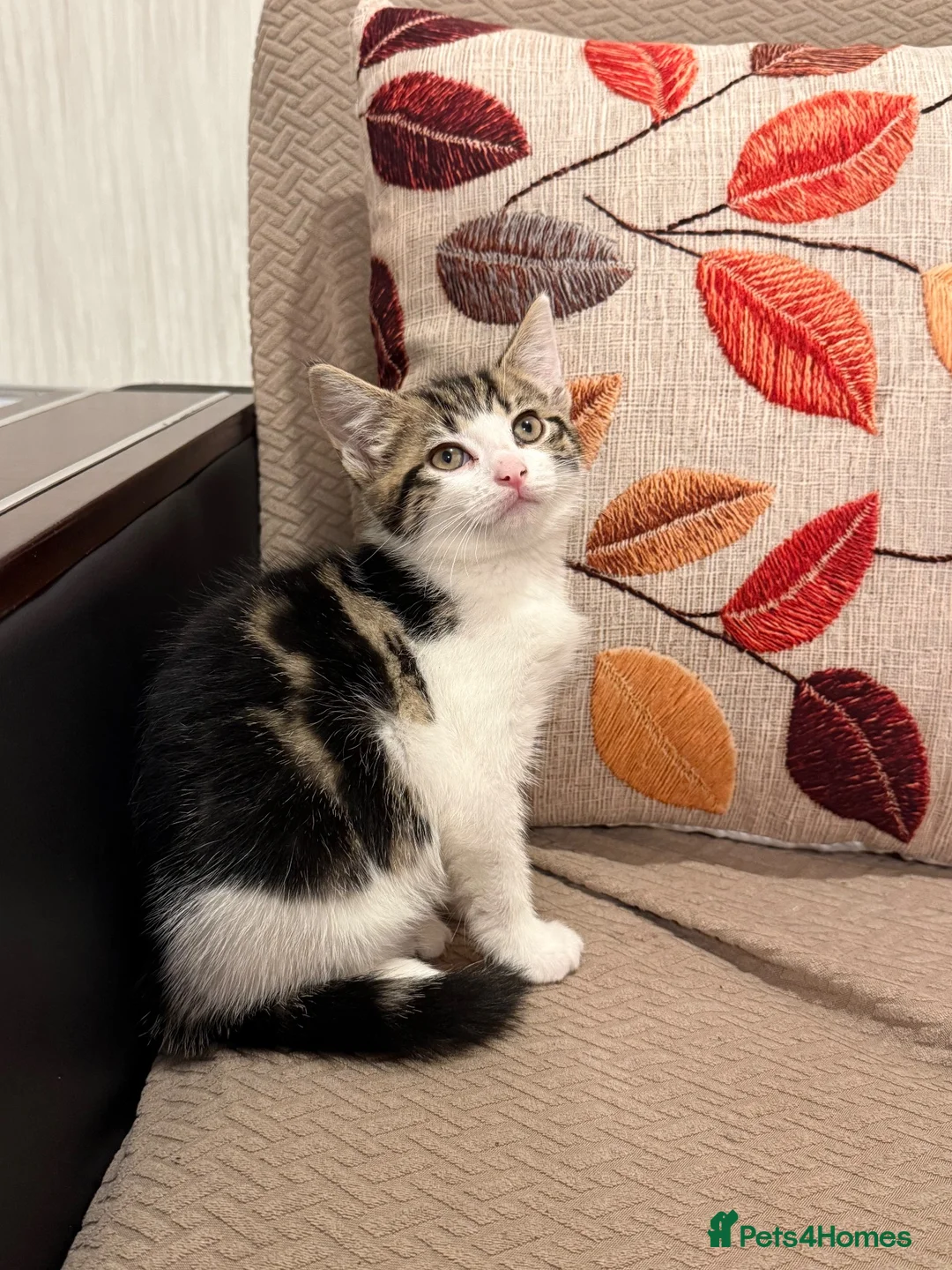 Domestic Shorthair cats for sale: Kitten  - Advert 2
