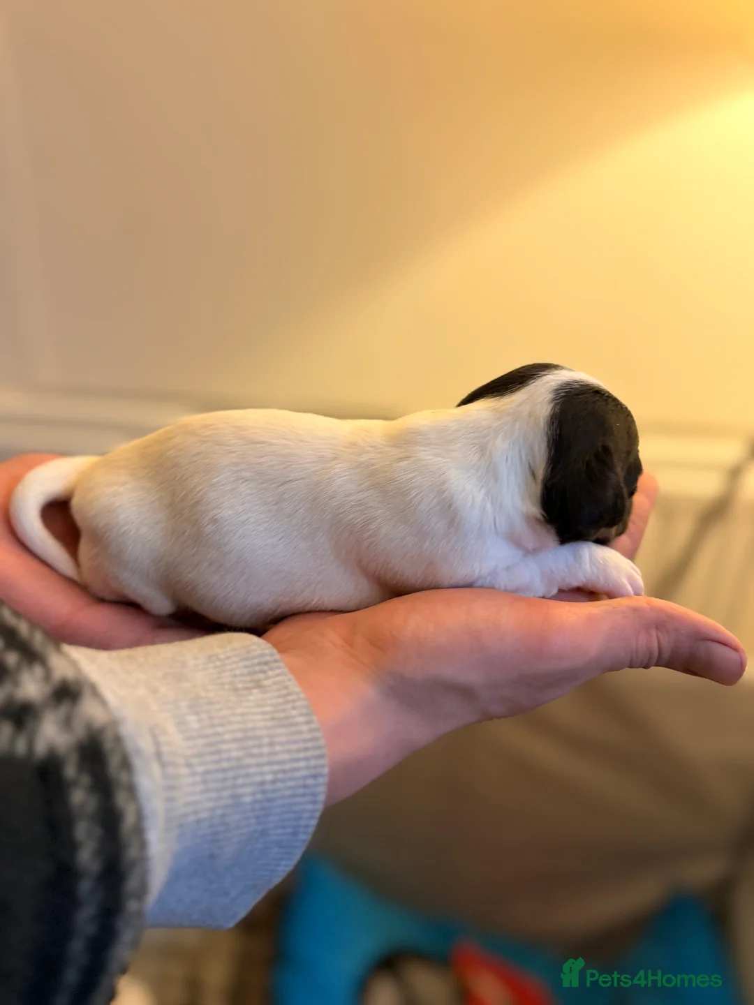 Jack Russell dogs for sale: Jack Russell Pups - Advert 9