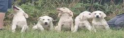 Labrador Retriever dogs for sale: Labrador puppies in Craigavon - Advert 5