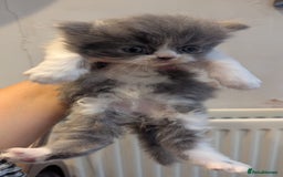 Persian cats for sale: Himalayan Persians - Image 16