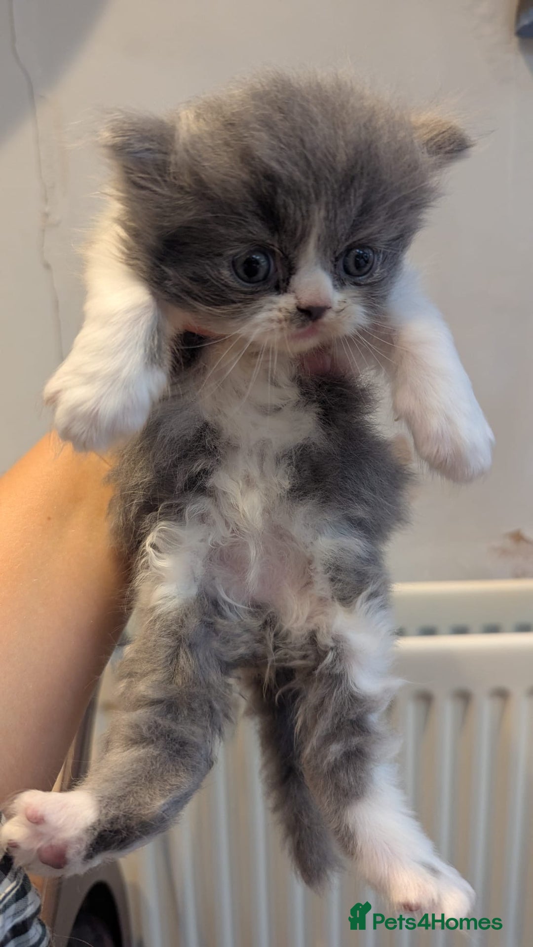 Persian cats for sale: Himalayan Persians - Image 16