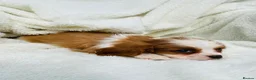 Cavalier King Charles Spaniel dogs for sale: Cavalier King Charles  in Deal - Advert 6