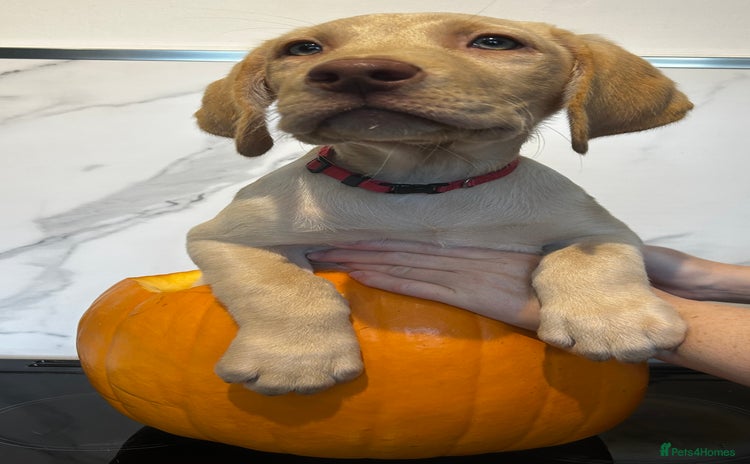 Labrador Retriever dogs - Advert 7