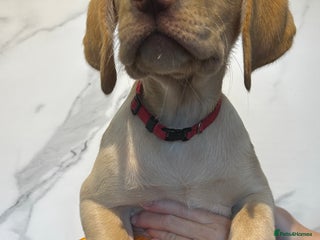 Labrador Retriever dogs - Advert 5