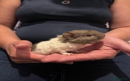 Guinea Pig rodents for sale: Male Guinea pigs 2x - Image 2
