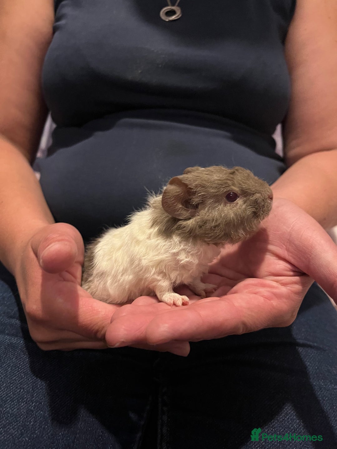 Guinea Pig rodents for sale: Male Guinea pigs 2x - Image 2