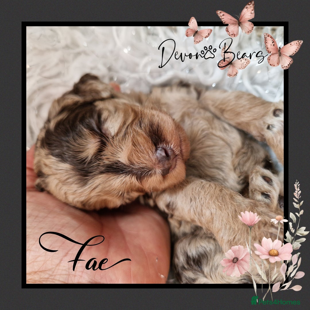 Cockapoo dogs for sale: Chunky health tested stunning English cockerpoos. - Image 6