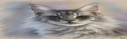 Maine Coon cats for sale: Tica reg Maine coons - Advert 9