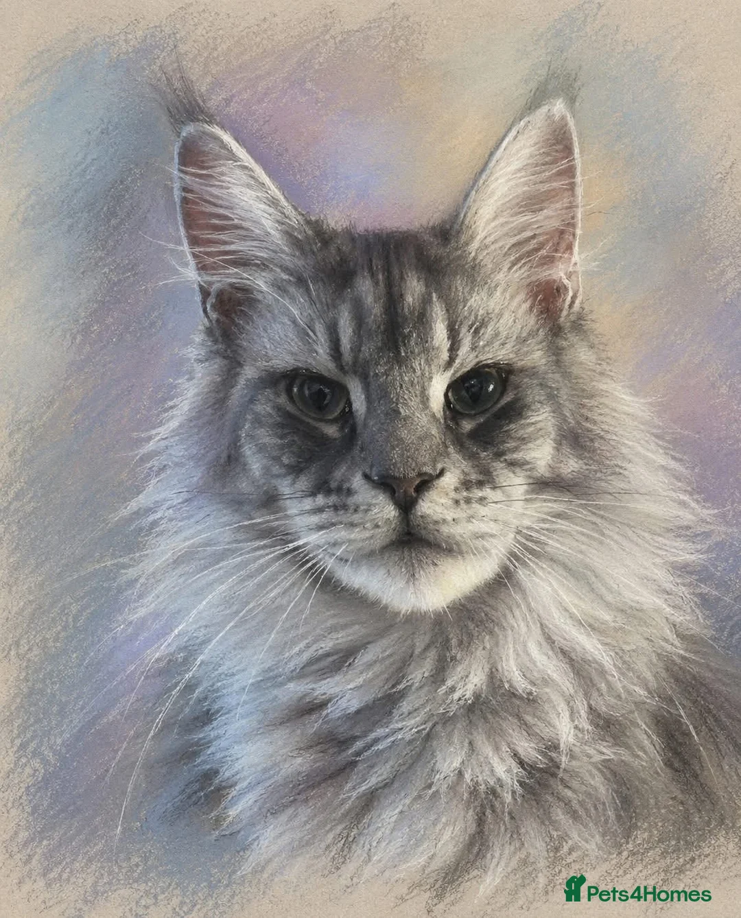 Maine Coon cats for sale: Tica reg Maine coons - Advert 9