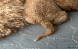 Goldendoodle dogs for sale: Beautiful F1B Goldendoodle Puppies – Ready Soon - Image 12