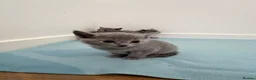 Russian Blue cats for sale: PEDIGREE BLUE RUSSIAN KITTENS  - Advert 16