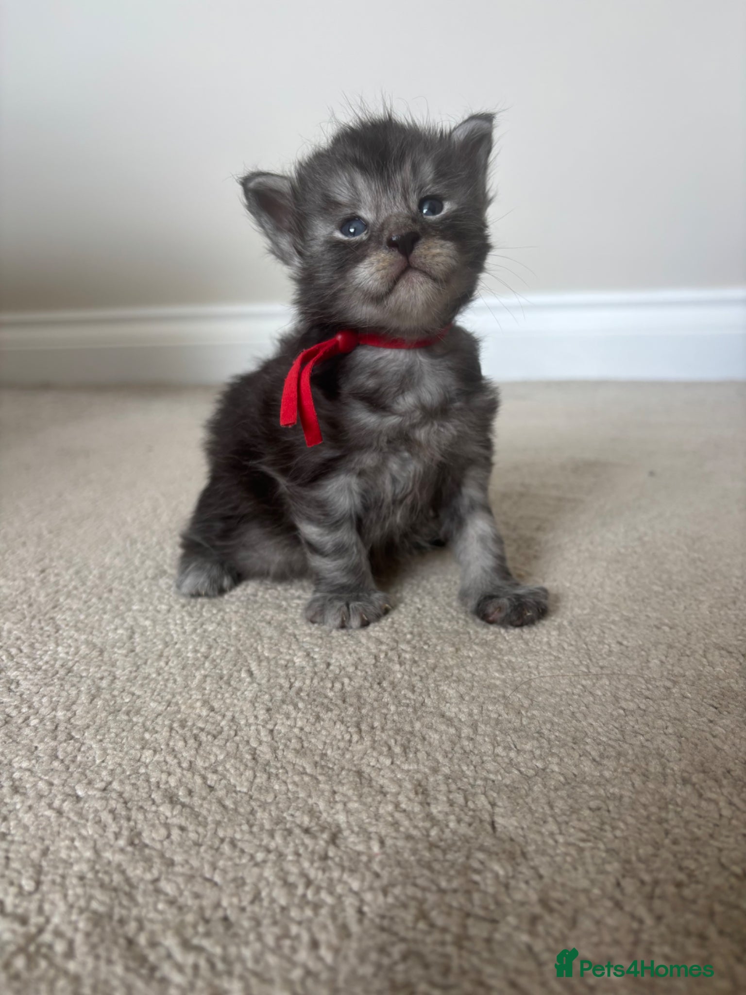 Maine Coon cats for sale: TICA Maine Coon Kittens  - Advert 24