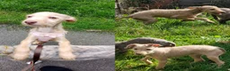 Mixed Breed dogs for sale: All Reserved -  Igglington Looking 4 Love - Advert 3