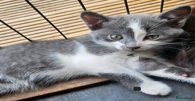 Mixed Breed cats - Advert 8