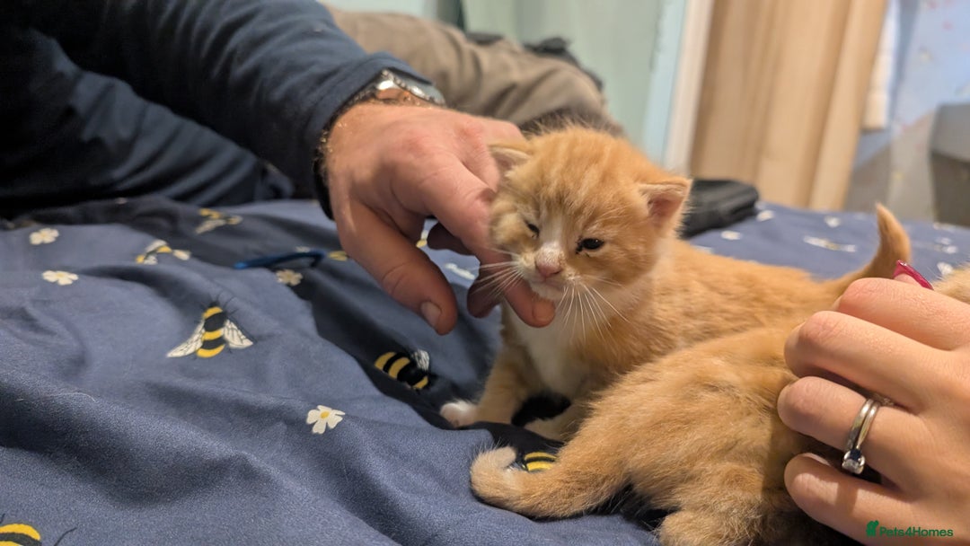 Maine Coon cats for sale: Main coon cross with British short hair - Image 17