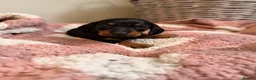 Miniature Dachshund dogs for sale: KC Miniature Smooth Dachshund Puppies - Advert 27