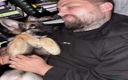 German Shepherd dogs for sale: Female German Shepherd  - Advert 6