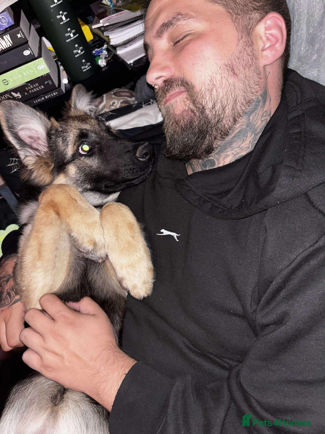 German Shepherd dogs for sale: Female German Shepherd  - Advert 6