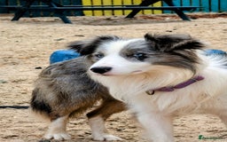 Border Collie dogs for stud: Macca - Image 1