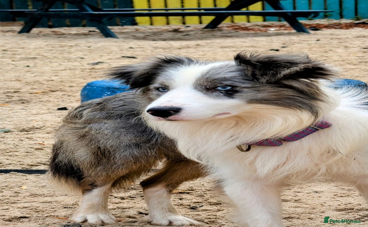 Border Collie dogs - Advert 2