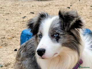 Border Collie dogs - Advert 16