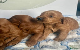 Cockapoo dogs for sale: 🌟 Quality F1 Cockapoo puppies 🌟 - Image 5