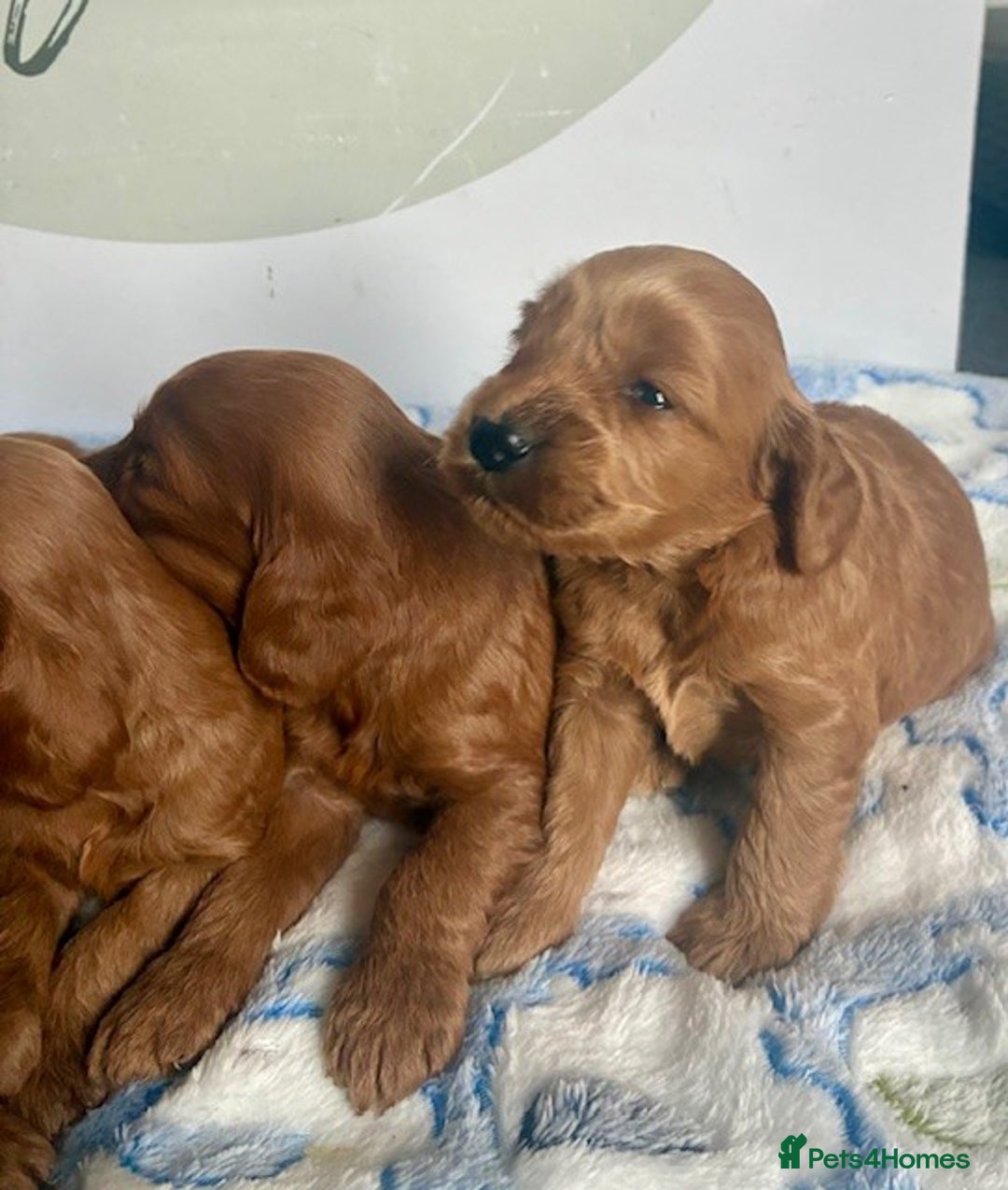Cockapoo dogs for sale: 🌟 Quality F1 Cockapoo puppies 🌟 - Image 5