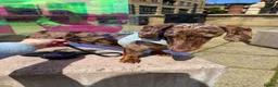 Dachshund dogs for sale: Dapple Daschund - Advert 5