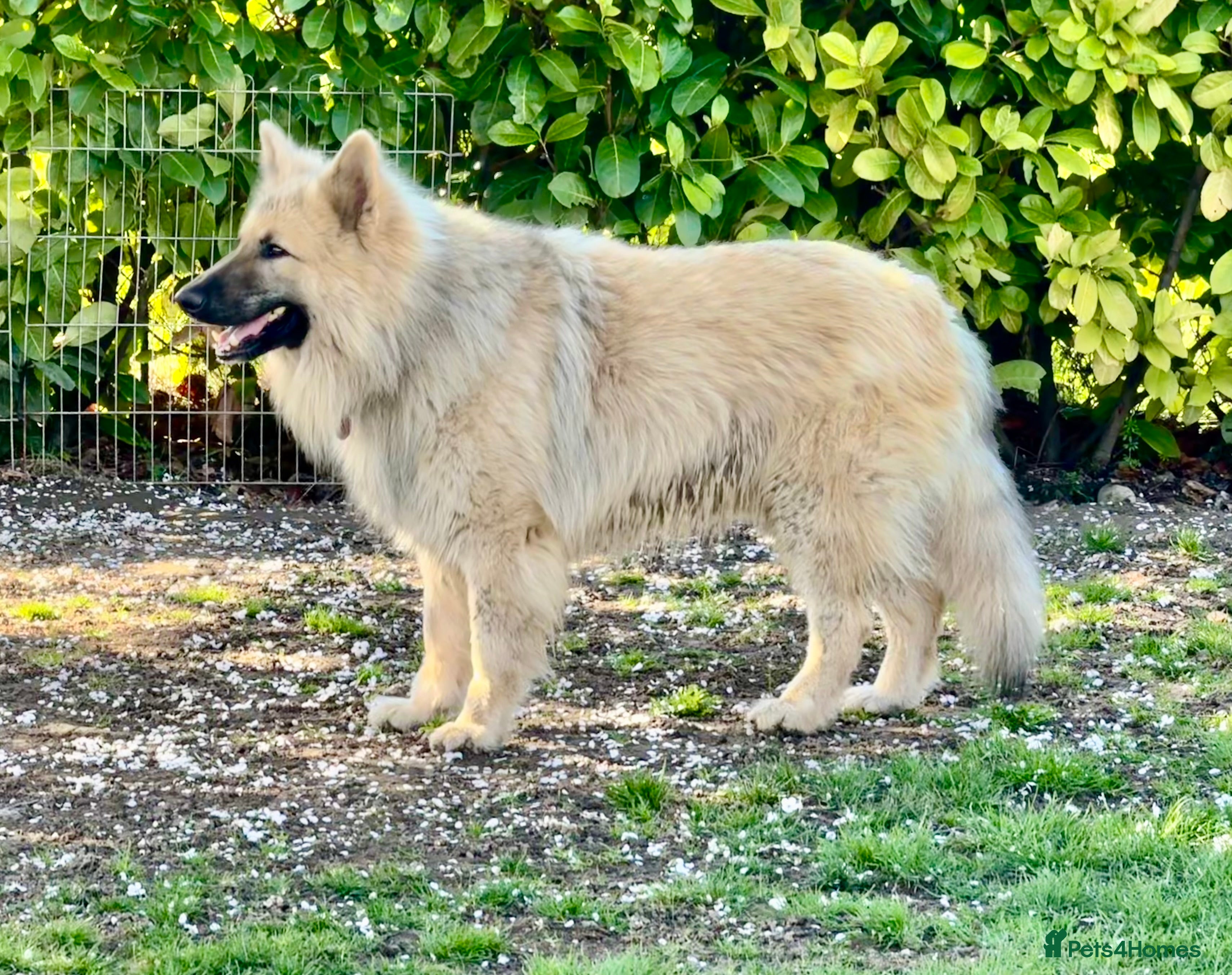 German Shepherd dogs FOR STUD. CREAM SABLE. LONG COATED. HEALTH TESTED - Advert 13