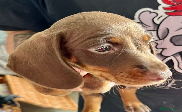 Miniature Dachshund dogs - Advert 16