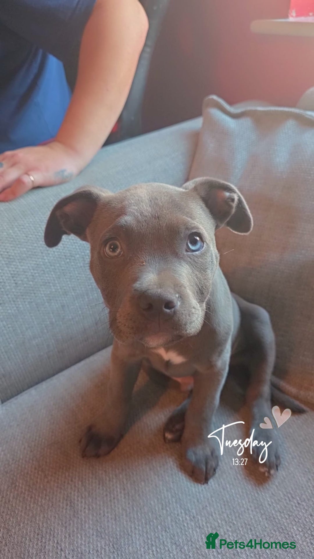 Mixed Breed dogs for sale: Loki  - Advert 2