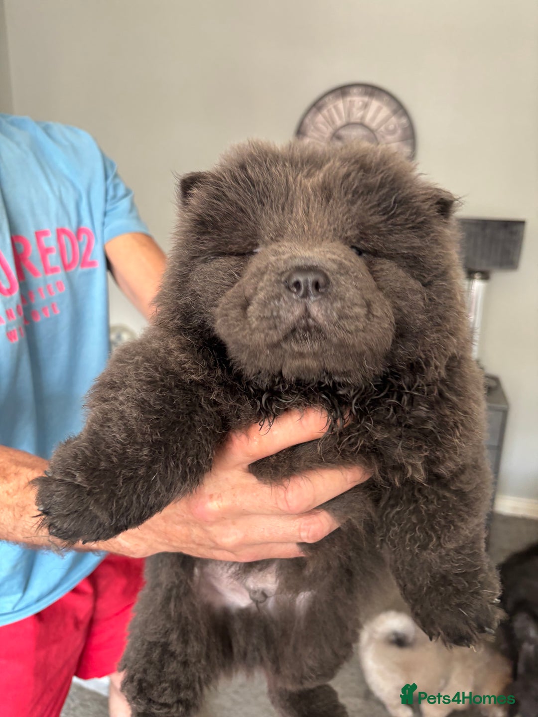 Chow Chow dogs for sale: Quality chow cows - Image 5