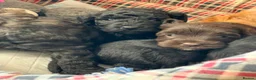 Labradoodle dogs for sale: Beautiful mini labradoodles puppies - Advert 2