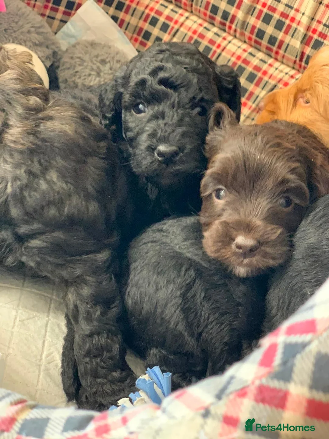 Labradoodle dogs for sale: Beautiful mini labradoodles puppies - Advert 2
