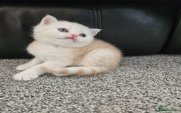 Scottish Fold cats for sale: Adorable Scottish fold Straight Ears Kittens  - Image 17
