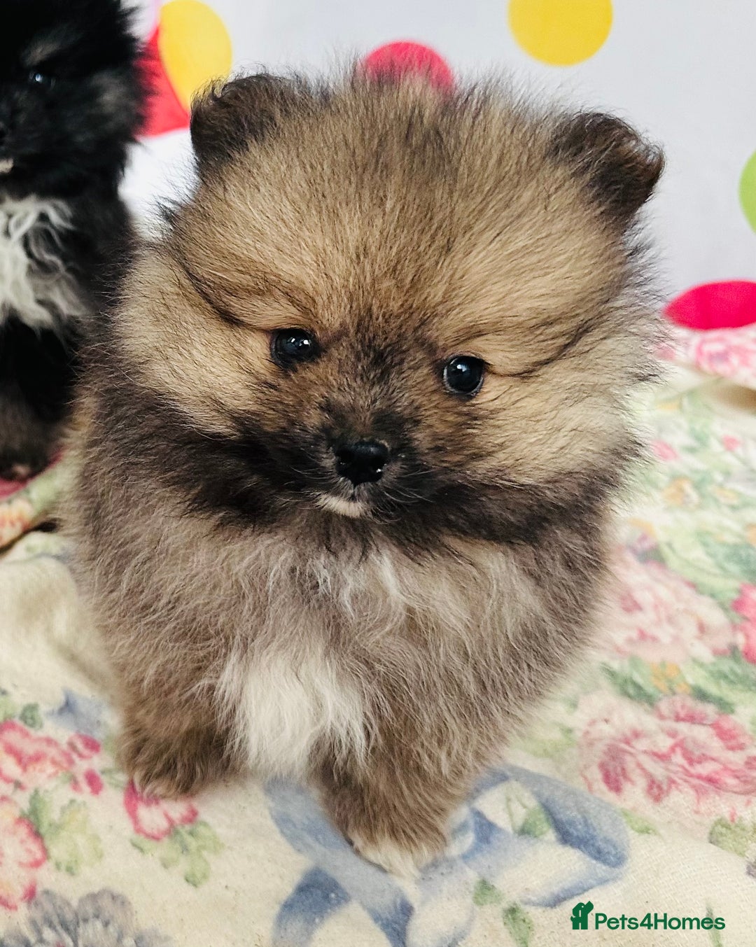 Pomeranian dogs for sale: Lovely Pomeranian puppies  - Advert 5
