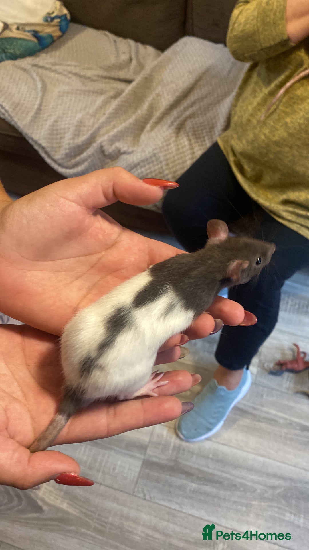Rat rodents for sale: Fancy rats  - Image 2