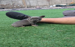 French Bulldog dogs for sale: Reduced! French bulldog male puppy  - Image 2