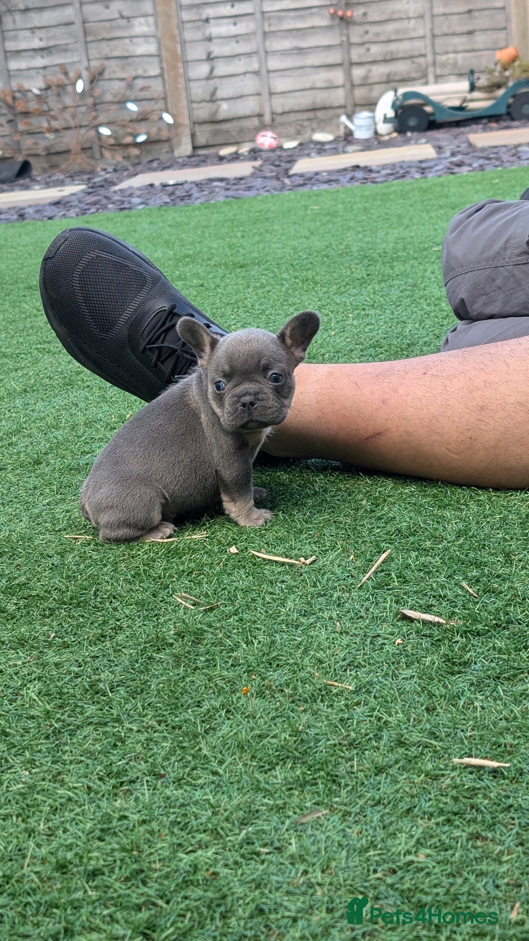French Bulldog dogs for sale: Reduced! French bulldog male puppy  - Image 2