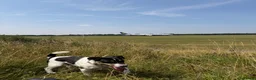 Jack Russell dogs for sale: 7 month old Jack Russel  in Middlewich - Advert 2