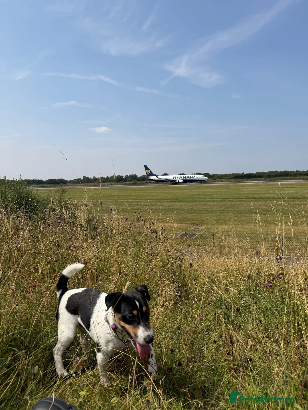 Jack Russell dogs for sale: 7 month old Jack Russel  in Middlewich - Advert 2
