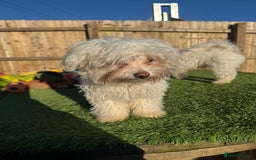 Bichon Frise dogs for sale: Two small Bichon Frise ready for their new home - Image 12