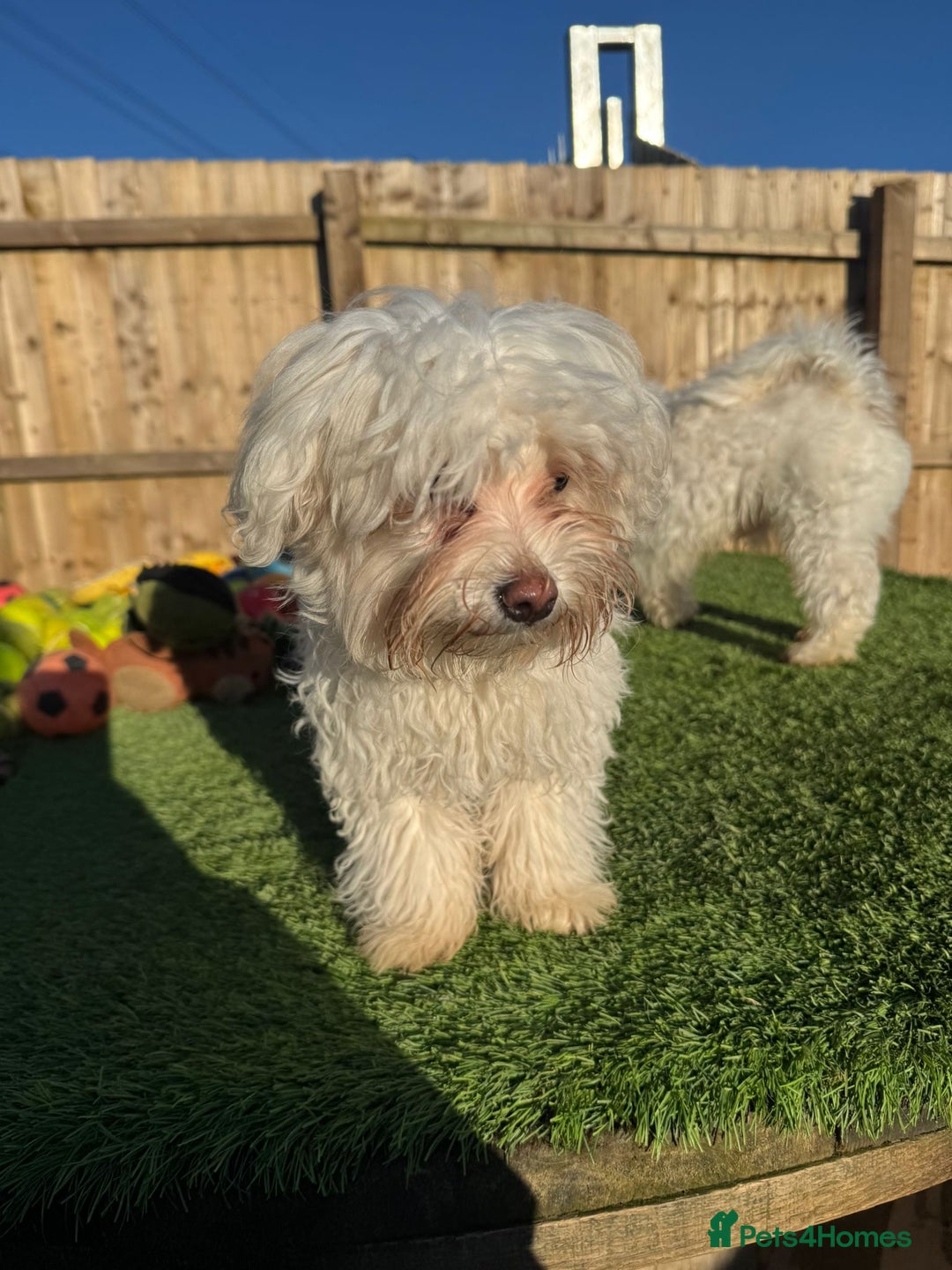 Bichon Frise dogs for sale: Two small Bichon Frise ready for their new home - Image 12